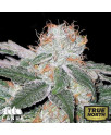 White Widow Regular Seeds (Canuk Seeds)