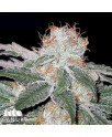 White Widow Auto Feminized Seeds (Canuk Seeds)