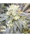 Zkittlez Feminized Seeds (Canuk Seeds) - ELITE STRAIN