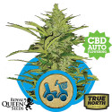 Fast Eddy Auto Feminized Seeds (Royal Queen Seeds)