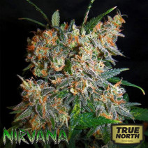 Aurora Indica REGULAR Seeds (Nirvana Seeds)