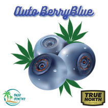 Auto BerryBlue Feminized Seeds (Oasis Genetics)