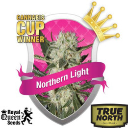 Northern Light Feminized Seeds (Royal Queen Seeds) - CLEARANCE