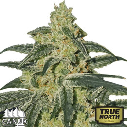 Afghan Hash Plant Feminized Seeds (Canuk Seeds) - ELITE STRAIN