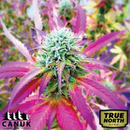 African X Princess 88 Feminized Seeds (Canuk Seeds) - ELITE STRAIN