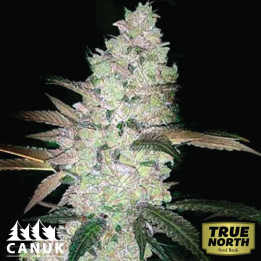 Apple And Banana Feminized Seeds (Canuk Seeds) - ELITE STRAIN