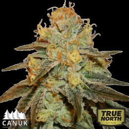 Bruce Banner Auto Feminized Seeds (Canuk Seeds) - ELITE STRAIN