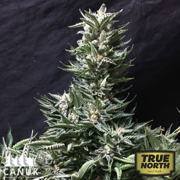 Bruce Banner Regular Seeds (Canuk Seeds) - ELITE STRAIN - CLEARANCE