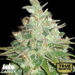 BubbleG Feminized Seeds (Canuk Seeds) - CLEARANCE