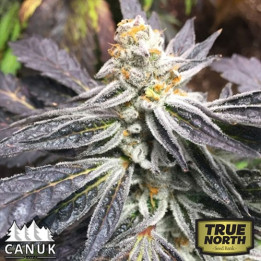 Cement Shoes Feminized Seeds (Canuk Seeds) - ELITE STRAIN 