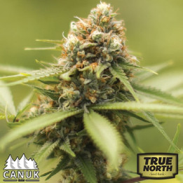 Durban Poison Feminized Seeds (Canuk Seeds) - ELITE STRAIN 