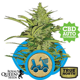 Fast Eddy Auto Feminized Seeds (Royal Queen Seeds)