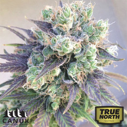 Jelly Bean Regular Seeds (Canuk Seeds) - CLEARANCE