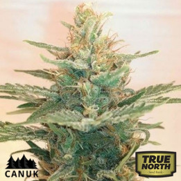 Lemonade OG Feminized Seeds (Canuk Seeds)