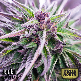 Purple Urkle Feminized Seeds (Canuk Seeds) - ELITE STRAIN