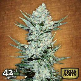 Tangie Auto Feminized Seeds (FastBuds) - CLEARANCE