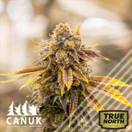 Bruce Banner CBD Regular Seeds (Canuk Seeds) - CLEARANCE