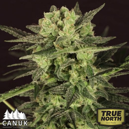 Ultra Killer Fast Feminized Seeds (Canuk Seeds) - CLEARANCE