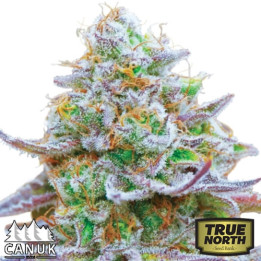 Zkittlez Glue Regular Seeds (Canuk Seeds) - ELITE STRAIN - CLEARANCE