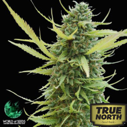 Colombian Gold Feminized Seeds (World of Seeds)