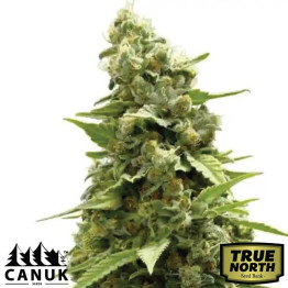 2046 Fast Version Feminized Seeds (Canuk Seeds) - ELITE STRAIN