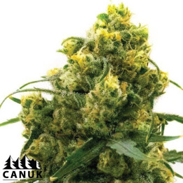 24K Gold Regular Seeds (Canuk Seeds) - ELITE STRAIN