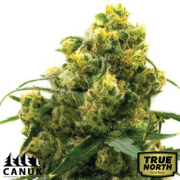 24K Gold Feminized Seeds (Canuk Seeds) - ELITE STRAIN