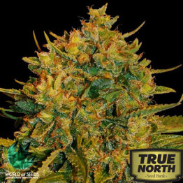 Northern Light x Big Bud Ryder Auto Feminized Seeds (World of Seeds)