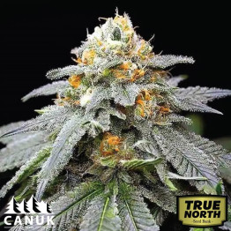 3 Kings Feminized Seeds (Canuk Seeds) - ELITE STRAIN