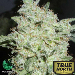 Afghan Kush Special Feminized Seeds (World of Seeds)