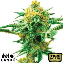 5 Alive Feminized Seeds (Canuk Seeds) - ELITE STRAIN