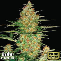 60 Day Wonder Feminized Seeds (Canuk Seeds) - ELITE STRAIN