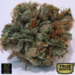 707 Headband REGULAR Seeds (BC Bud Depot)