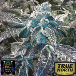 Girl Scout Cookies FEMINIZED Seeds (BC Bud Depot)