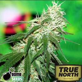 Buzz Bomb REGULAR Seeds (Bomb Seeds)