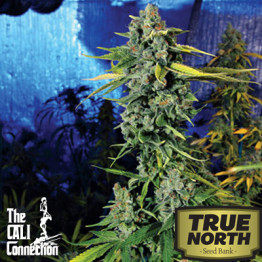 Blue Dream Haze FEMINIZED Seeds (Cali Connection)