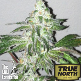 Girl Scout Cookies FEMINIZED Seeds (Cali Connection)