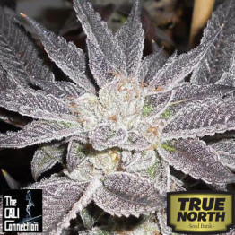 LA Affie FEMINIZED Seeds (Cali Connection)