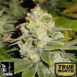 Deadhead OG FEMINIZED Seeds (Cali Connection)