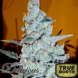 Critical Jack Herer FEMINIZED Seeds (Delicious Seeds)
