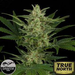 Critical Jack Automatic Feminized Seeds (Dinafem)