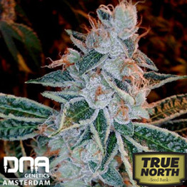 Lemon OG Kush FEMINIZED Seeds (DNA Genetics)
