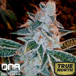 Lemon OG Kush FEMINIZED Seeds (DNA Genetics) - CLEARANCE