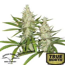 Outlaw Feminized Seeds (Dutch Passion)
