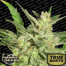 Automaria II Autoflowering Feminized Seeds (Paradise Seeds)