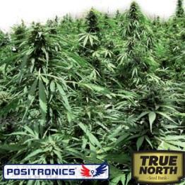 Afghan Express Autoflowering Feminized Seeds (Positronics Seeds)