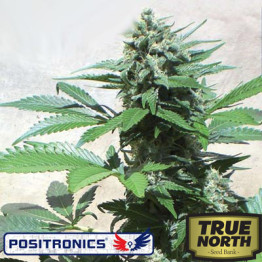 Blue Rhino Feminized Seeds (Positronics Seeds)