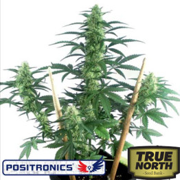 MayDay Autoflowering Feminized Seeds (Positronics Seeds)