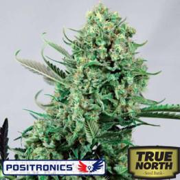 Purple Haze # 1 Feminized Seeds (Positronics Seeds)