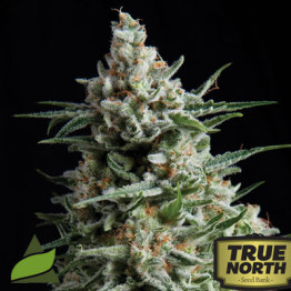 Anesthesia FEMINIZED Seeds (Pyramid Seeds)